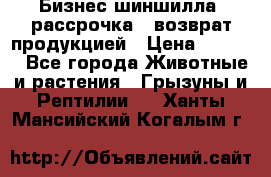 Бизнес шиншилла, рассрочка - возврат продукцией › Цена ­ 4 500 - Все города Животные и растения » Грызуны и Рептилии   . Ханты-Мансийский,Когалым г.